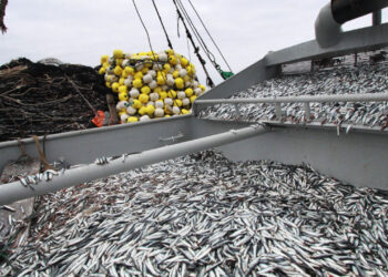 Imarpe: 1.54 millones de toneladas de anchoveta se pescaron en Chimbote, Pisco y Callao