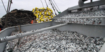 Imarpe: 1.54 millones de toneladas de anchoveta se pescaron en Chimbote, Pisco y Callao