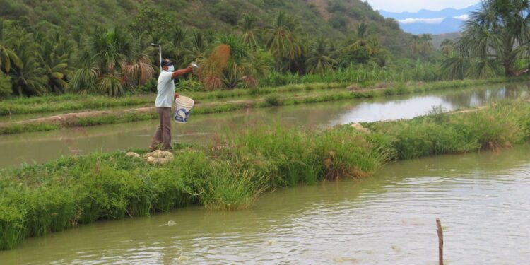 Lanzan plataforma articuladora de productores acuícolas del Perú “Beka Sostenible”
