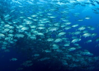 Transformando las redes