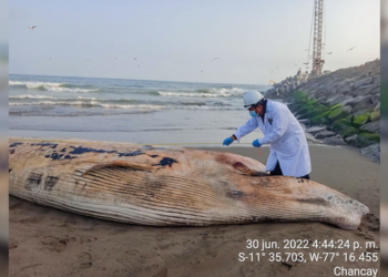 Imarpe reporta varamiento de Ballena Bryde en playa de Chancay