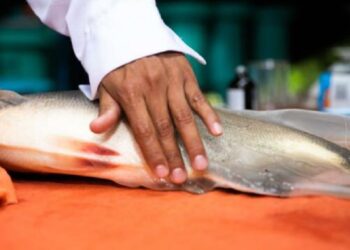 Investigadores buscan soluciones ante hallazgo de microplásticos en peces de la Amazonía