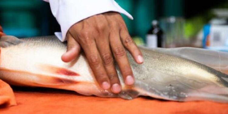 Investigadores buscan soluciones ante hallazgo de microplásticos en peces de la Amazonía