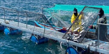 Sanipes: 291 centros de cultivo previenen resistencia antimicrobiana en acuicultura