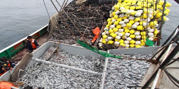 Produce: se capturaron 2.34 millones de toneladas de anchoveta en la primera temporada de pesca