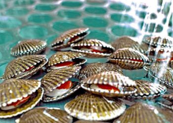 Perú se posicionó como el segundo principal exportador de concha de abanico