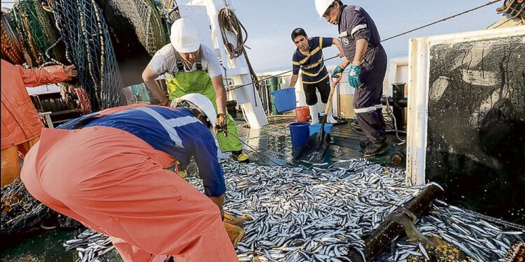 Ministerio de la Producción daría por culminada la primera temporada de pesca industrial ante pedido de pescadores