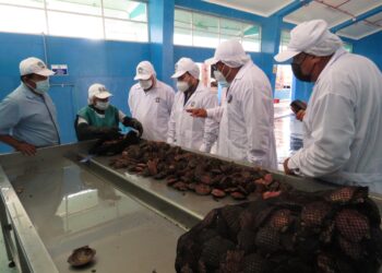 Piura: Capacitarán gratuitamente a productores acuícolas en certificación para exportación de concha de abanico