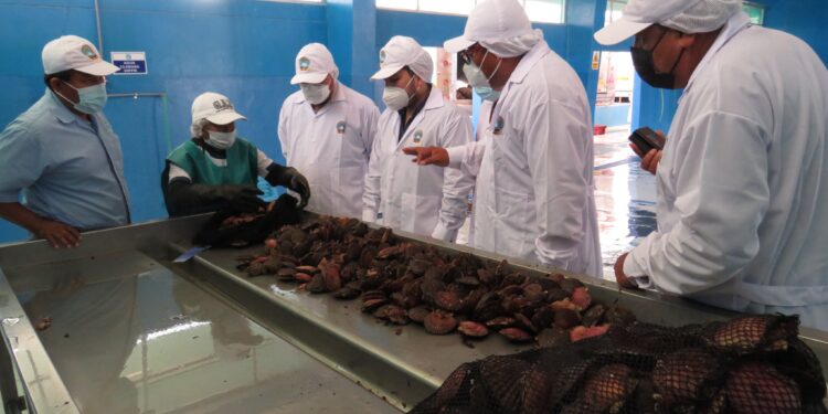 Piura: Capacitarán gratuitamente a productores acuícolas en certificación para exportación de concha de abanico