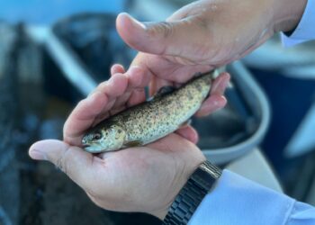 Arequipa: Universidad Católica de Santa María cuenta con laboratorio de investigación en digestibilidad de peces