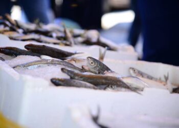 Pescadores peruanos se proponen duplicar las exportaciones para el consumo humano