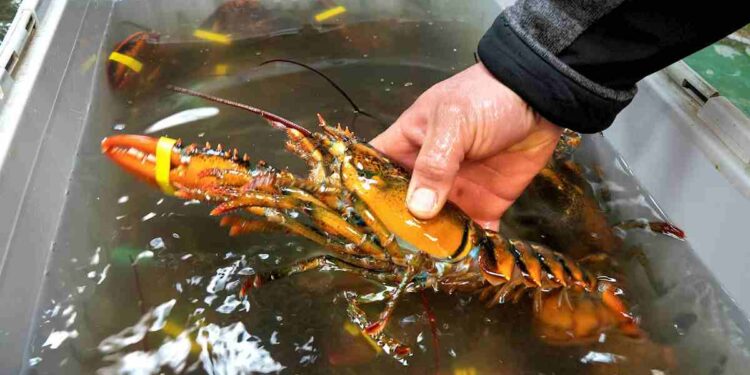 Pescadores de langosta enfrentan pesca ilegal para proteger su subsistencia