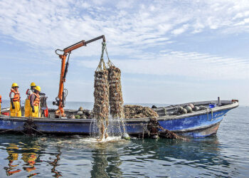 6 mil asociaciones de pescadores artesanales extraen moluscos bivalvos de manera segura