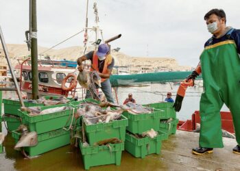 Gremios exigen agilidad para formalizar la flota pesquera artesanal
