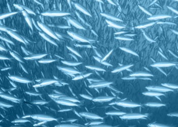 MarinTrust desarrollará un taller sobre trazabilidad en el marco de la 60ª conferencia de IFFO