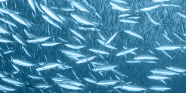 MarinTrust desarrollará un taller sobre trazabilidad en el marco de la 60ª conferencia de IFFO