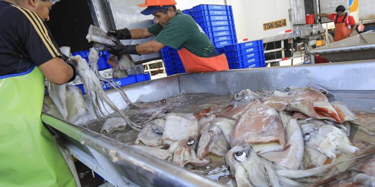 Capecal e Imarpe unen fuerzas para fortalecer la sostenibilidad del calamar gigante