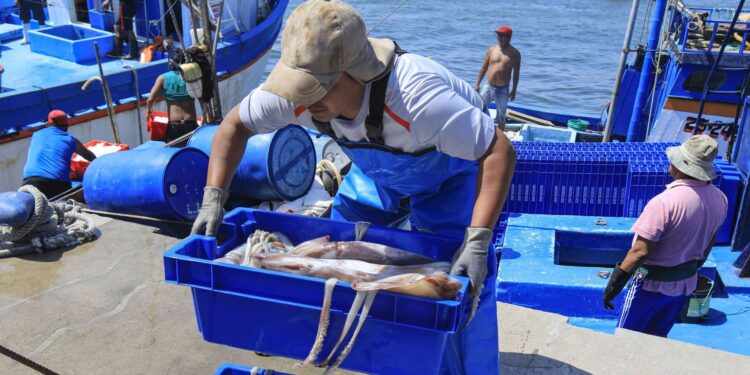 La desmesurada pesca de pota en altamar