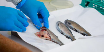 Puno: Laboratorio de sanidad acuícola tendrá la capacidad para detectar enfermedades que afecten a la trucha