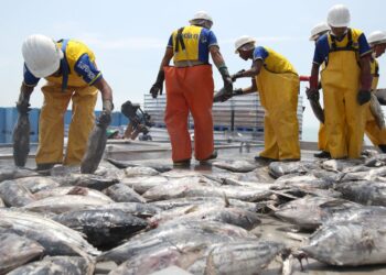 Congreso oficializa alcance de régimen aduanero para pesca de recursos altamente migratorios