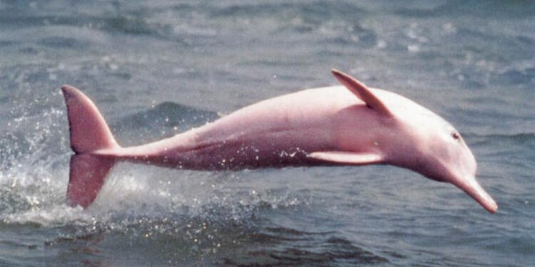 América Latina y el Caribe encabezan lista crítica de pérdida de biodiversidad con un 94 %