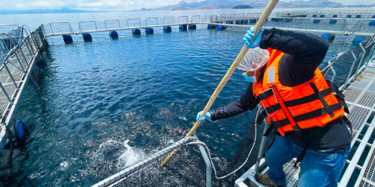 Sanipes fortalece planes de emergencia ante cualquier ingreso de enfermedad que afecte la acuicultura peruana