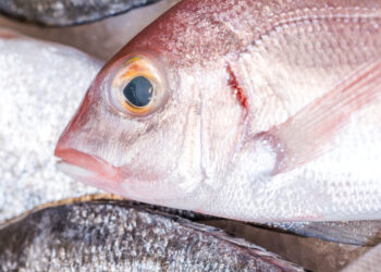 Conoce los beneficios de consumir pescados y mariscos congelados