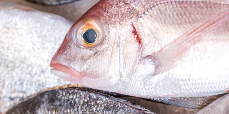 Conoce los beneficios de consumir pescados y mariscos congelados