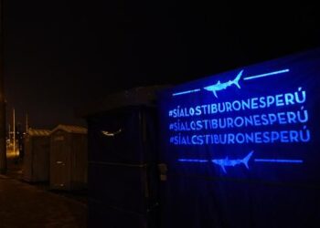 ¿En qué consiste la campaña que busca proteger el futuro de los tiburones frente al tráfico de aletas?