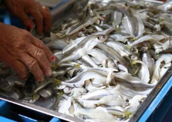 La pesca y la acuicultura garantizarían la seguridad alimentaria del mundo al 2050