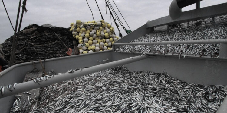 Sector pesquero aguarda con ansias inicio de segunda temporada de pesca de anchoveta