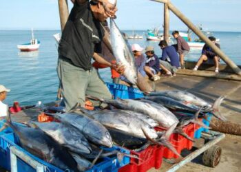 Produce modificó límite de pesca de jurel en 35,544 toneladas para embarcaciones artesanales