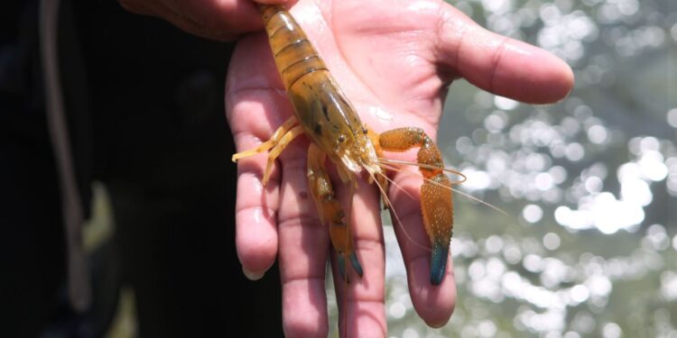 Plan de sostenibilidad del camarón de río rescatará más de millón y medio de esta especie