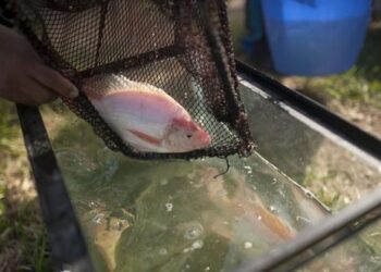 Gobierno oficializó la Ley de promoción y fortalecimiento de la acuicultura