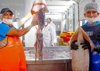 Imarpe no cuenta con embarcaciones de investigación científicas para evaluar al calamar gigante