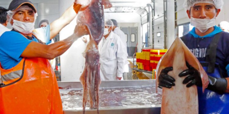 Imarpe no cuenta con embarcaciones de investigación científicas para evaluar al calamar gigante