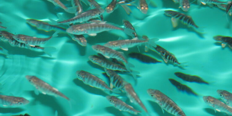 Centro Acuícola Tongoy se adjudica pasantía de innovación para el Estado peruano