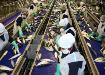 SNI: Exportaciones de pesca ascenderían a los US$4,000 millones con estabilidad jurídica
