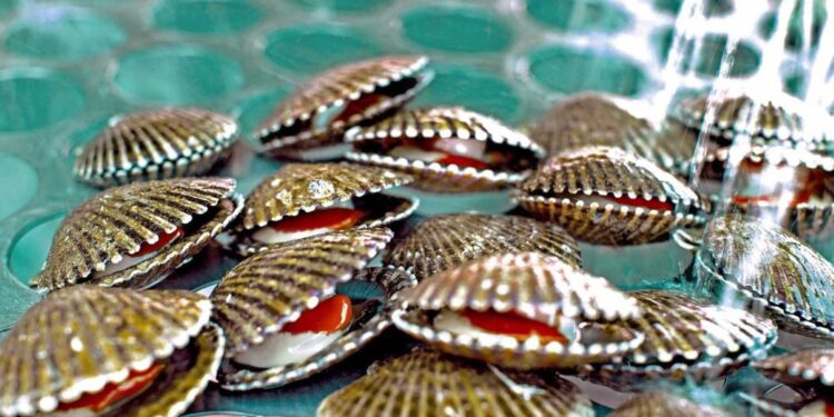 Producción de concha de abanico es afectada por oleaje anómalo