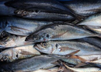 Produce estableció límites de pesca del jurel y caballa para el periodo 2023