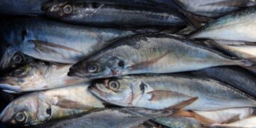 Produce estableció límites de pesca del jurel y caballa para el periodo 2023