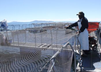 Puno: La truchicultura puede sufrir daños irreparables