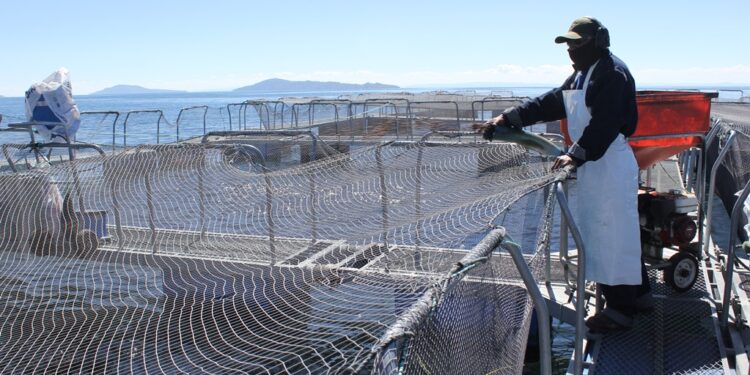 Puno: La truchicultura puede sufrir daños irreparables