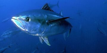 La productividad y el tamaño de las especies de atún disminuirán debido al cambio climático