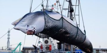 Alerta: existe el temor que carne de ballena en nuevo formato eleve su caza