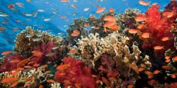 Comité de Pesca y Acuicultura de la SNI celebra acuerdo de biodiversidad en alta mar