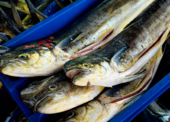 Pesca sostenible: Promueven iniciativas que apuntan al mejoramiento pesquero del perico peruano