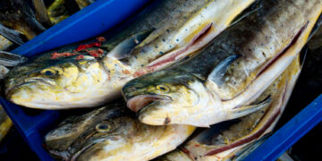 Pesca sostenible: Promueven iniciativas que apuntan al mejoramiento pesquero del perico peruano