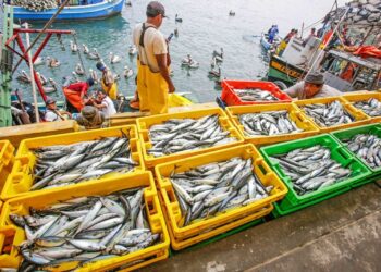 Comité de Pesca de la SNI denuncia acoso del Estado en medio lluvias en Piura