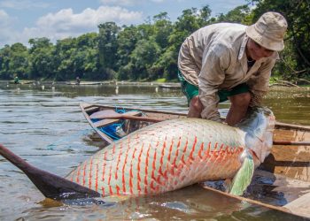 El paiche, uno de los pescados más grandes, alista su salida al mercado internacional